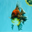 AAA Grade Granite Calico Oranda Female 6.5-7 inches #073126OR_03
