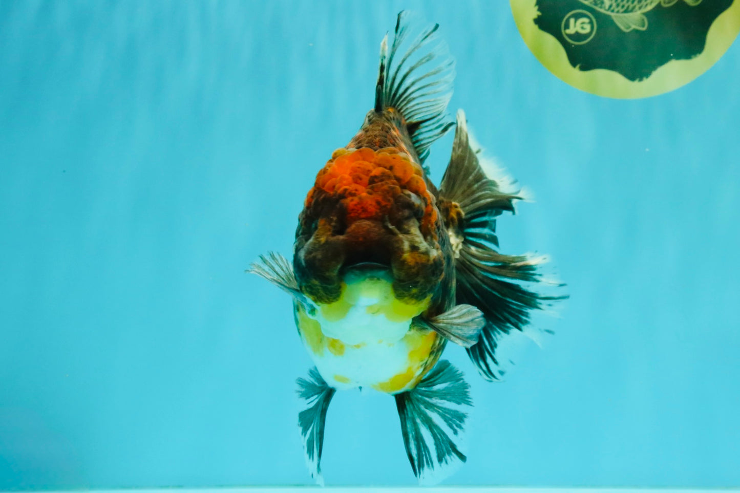 AAA Grade Granite Calico Oranda Female 6.5-7 inches #073126OR_03