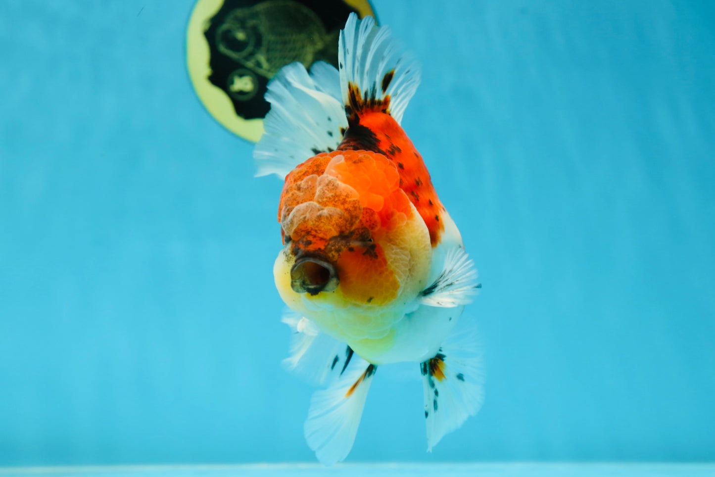 AAA Grade RARE Godzilla Calico Sakura Oranda Male 5.5 inches #051625OR_20