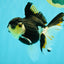 A Grade Tricolor Oranda Female 5.5 inches #081526OR_27