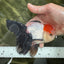 A Grade Tricolor Oranda Male 5-5.5 inches #060625OR_23