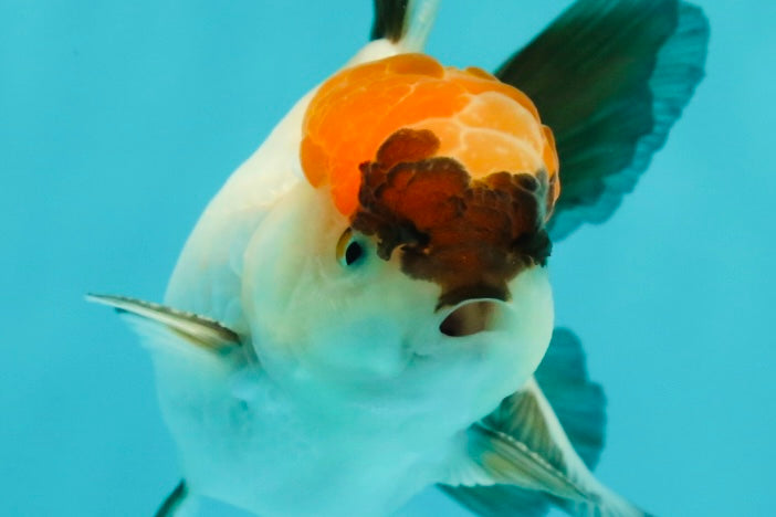 Tricolor Oranda Male 3.5 inches #102524OR_23