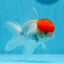 Oranda mâle à calotte rouge de catégorie A, 4 pouces #0906OR_26