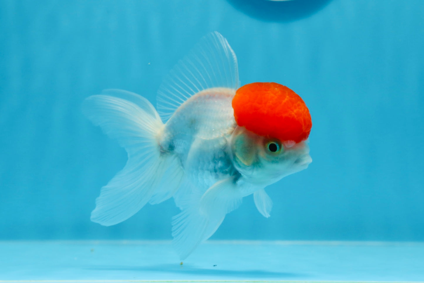 Oranda macho de gorra roja de grado A de 4 pulgadas n.° 0906OR_26