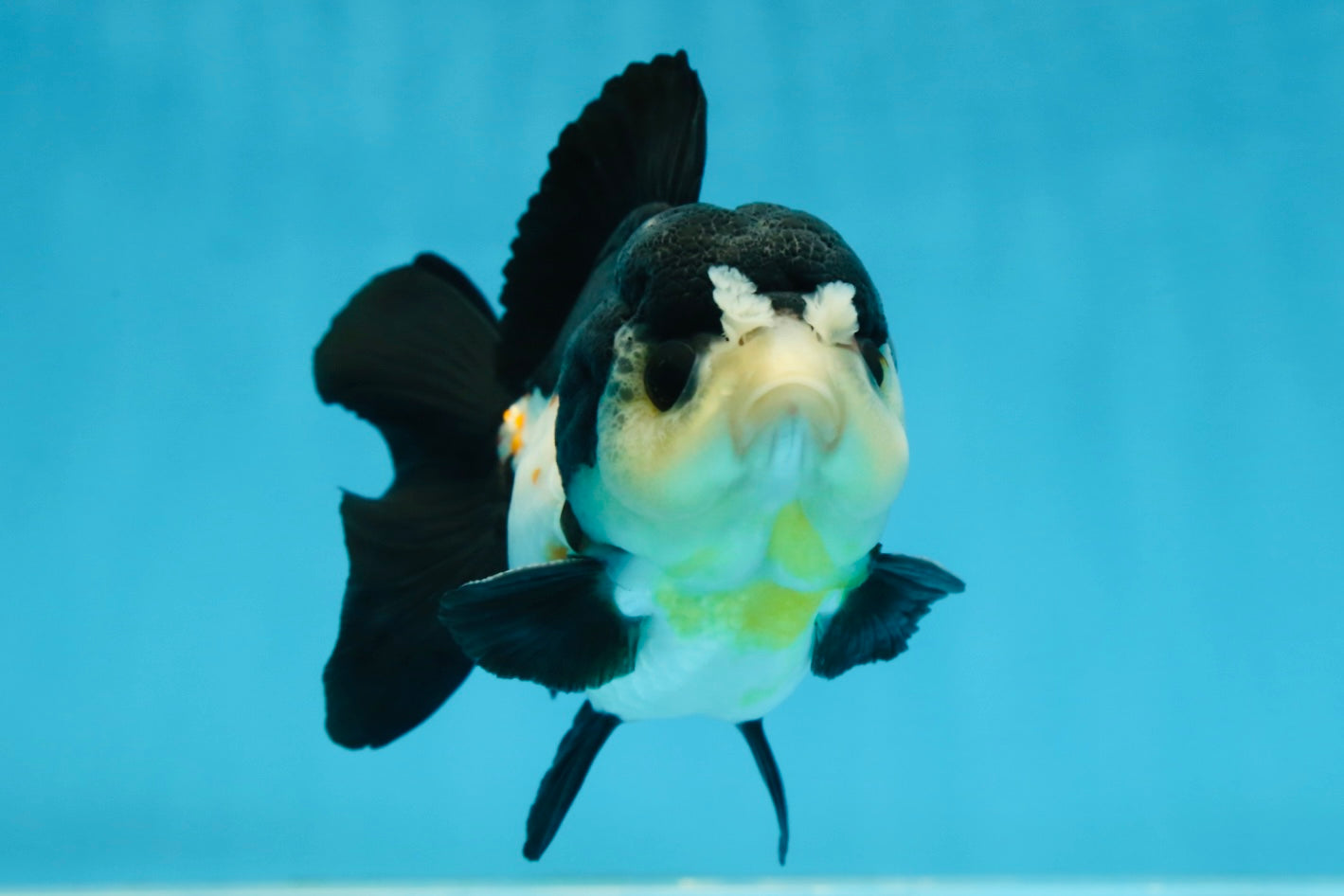 Chubby Pompom Panda Button Eyes Yuanbao Male 4.5 inches #071125YB_16