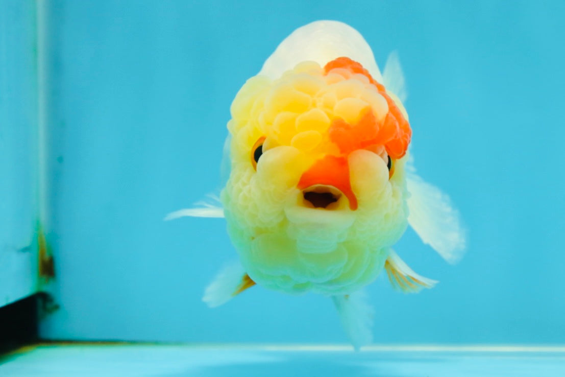 UNIQUE A Grade Red White LionQueen 4.5 inches #050225LC_18