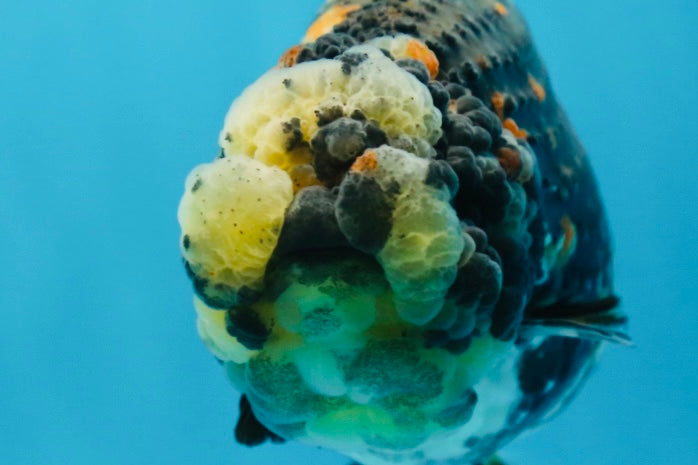 AAA Grade Special Tricolor Tiger LionQueen 4.5-5 inches #080125LC_18