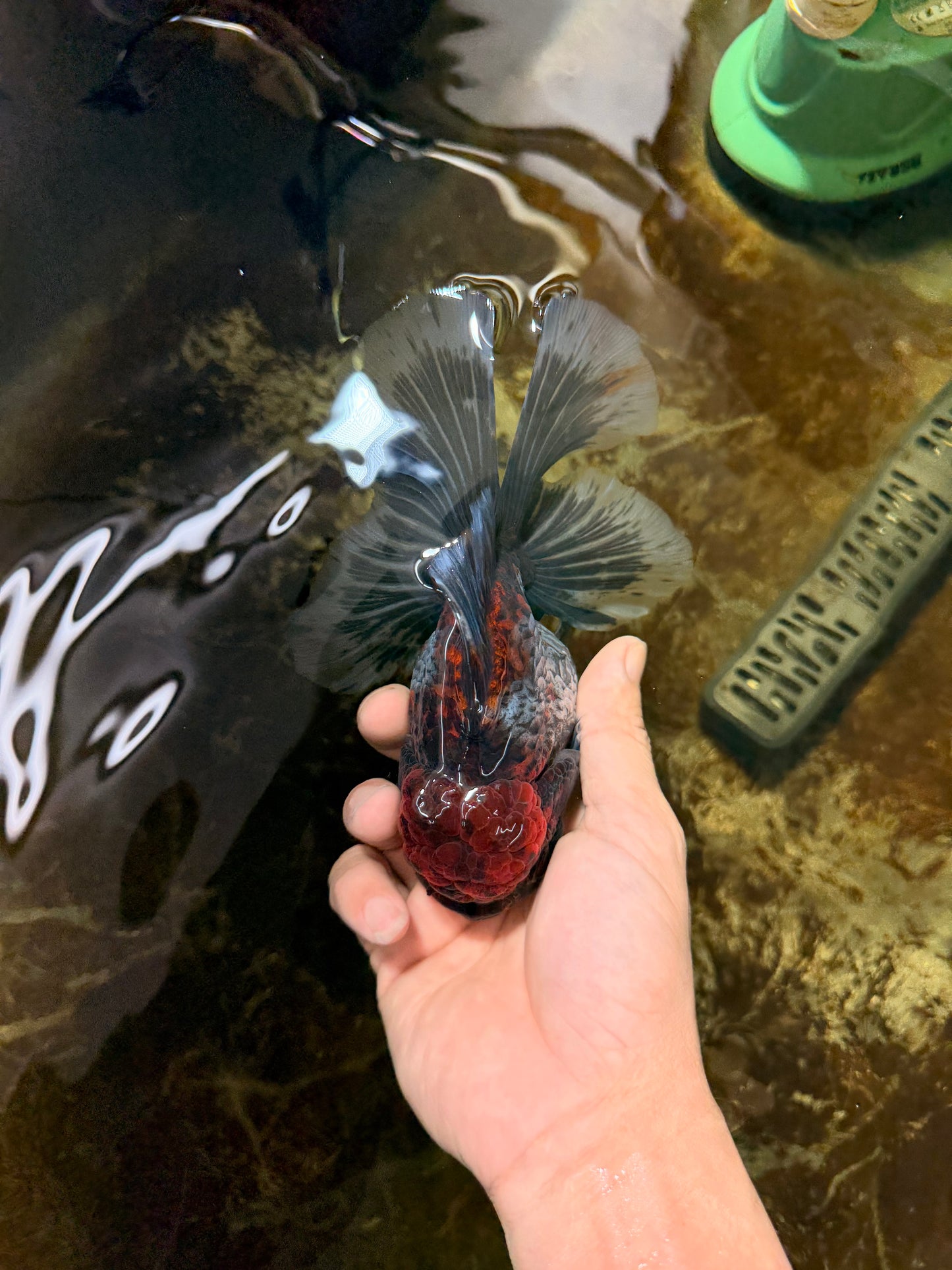 A Grade Kirin Oranda Female 6 inches #110725OR_03