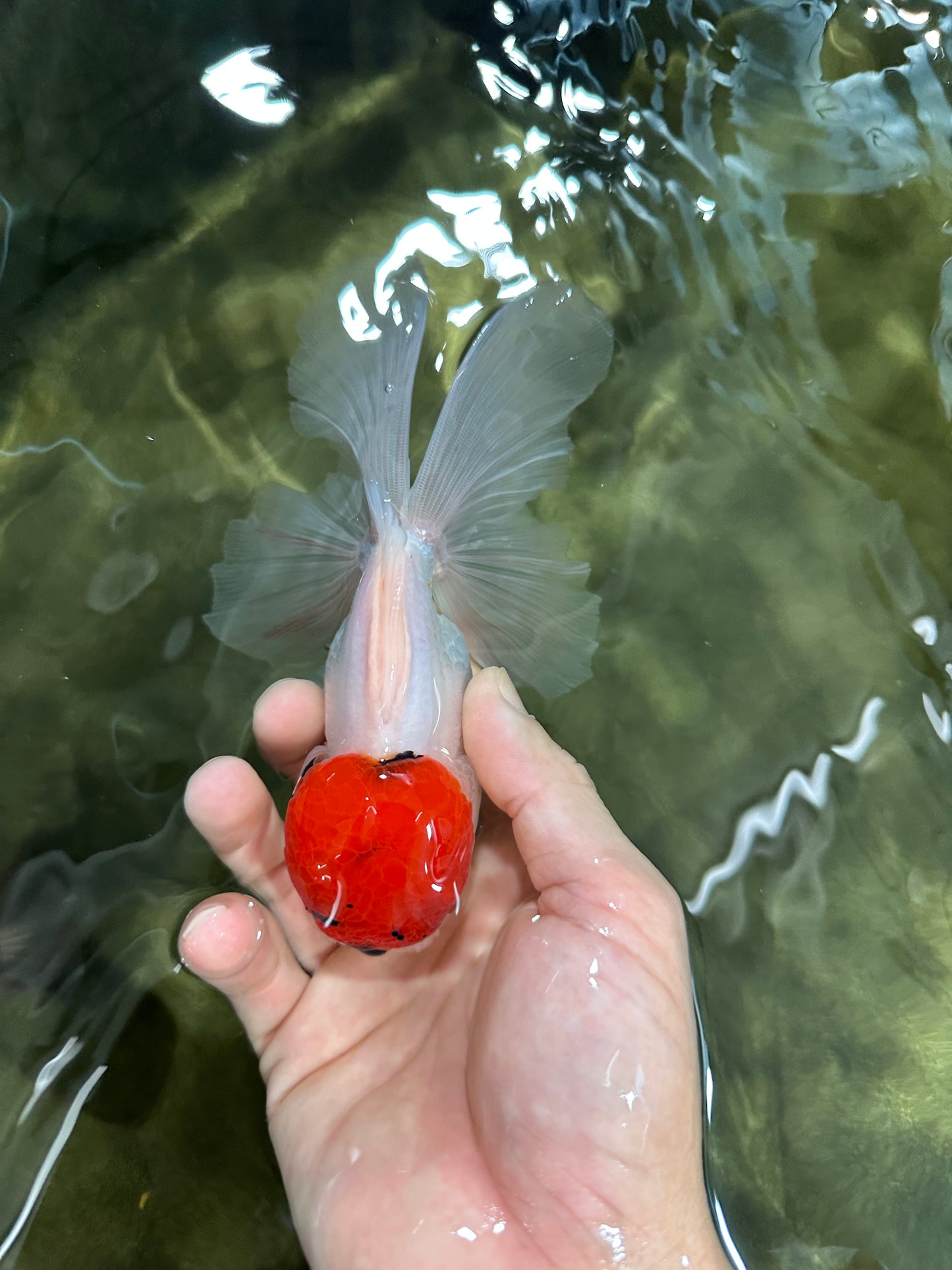A Grade Tricolor Oranda Male 5 inches #060625OR_27
