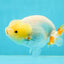 🍋 Baby Lipstick Lemonhead Lionchu Female 4-4.5 inches #0412LC_05