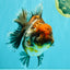AAA Grade Granite Calico Oranda Female 6.5-7 inches #073126OR_03