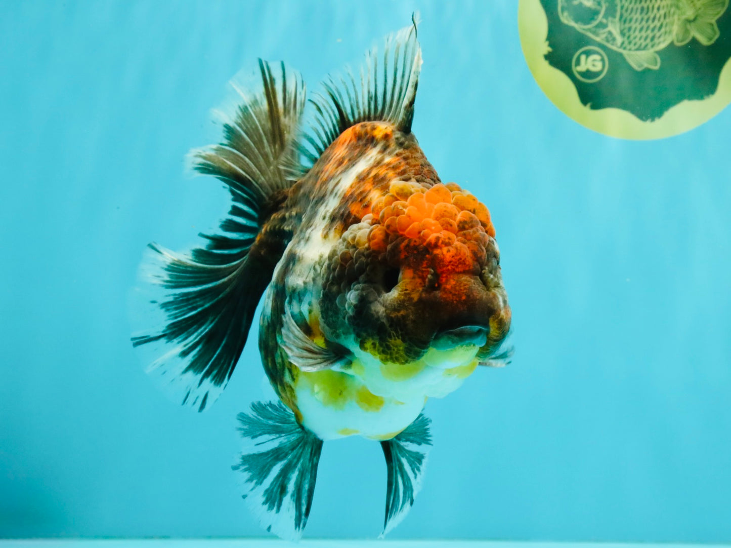 AAA Grade Granite Calico Oranda Female 6.5-7 inches #073126OR_03