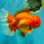 TOMATO AAA Grade Jumbo Broadtail Red Oranda Male 8.5-9 inches #072426OR_03