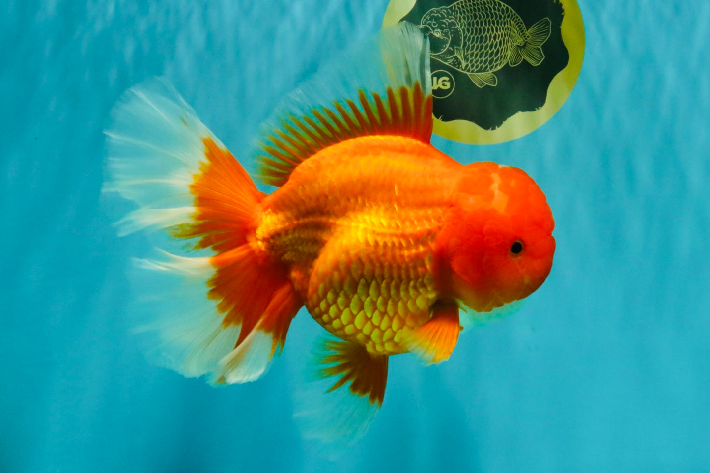 TOMATO AAA Grade Jumbo Broadtail Red Oranda Male 8.5-9 inches #072426OR_03