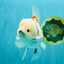 Marble Oranda Male 6.5 inches #050126OR_14