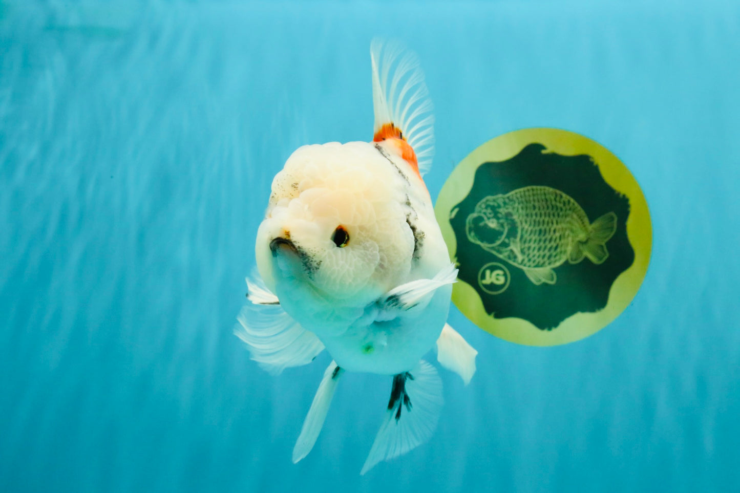 Marble Oranda Male 6.5 inches #050126OR_14