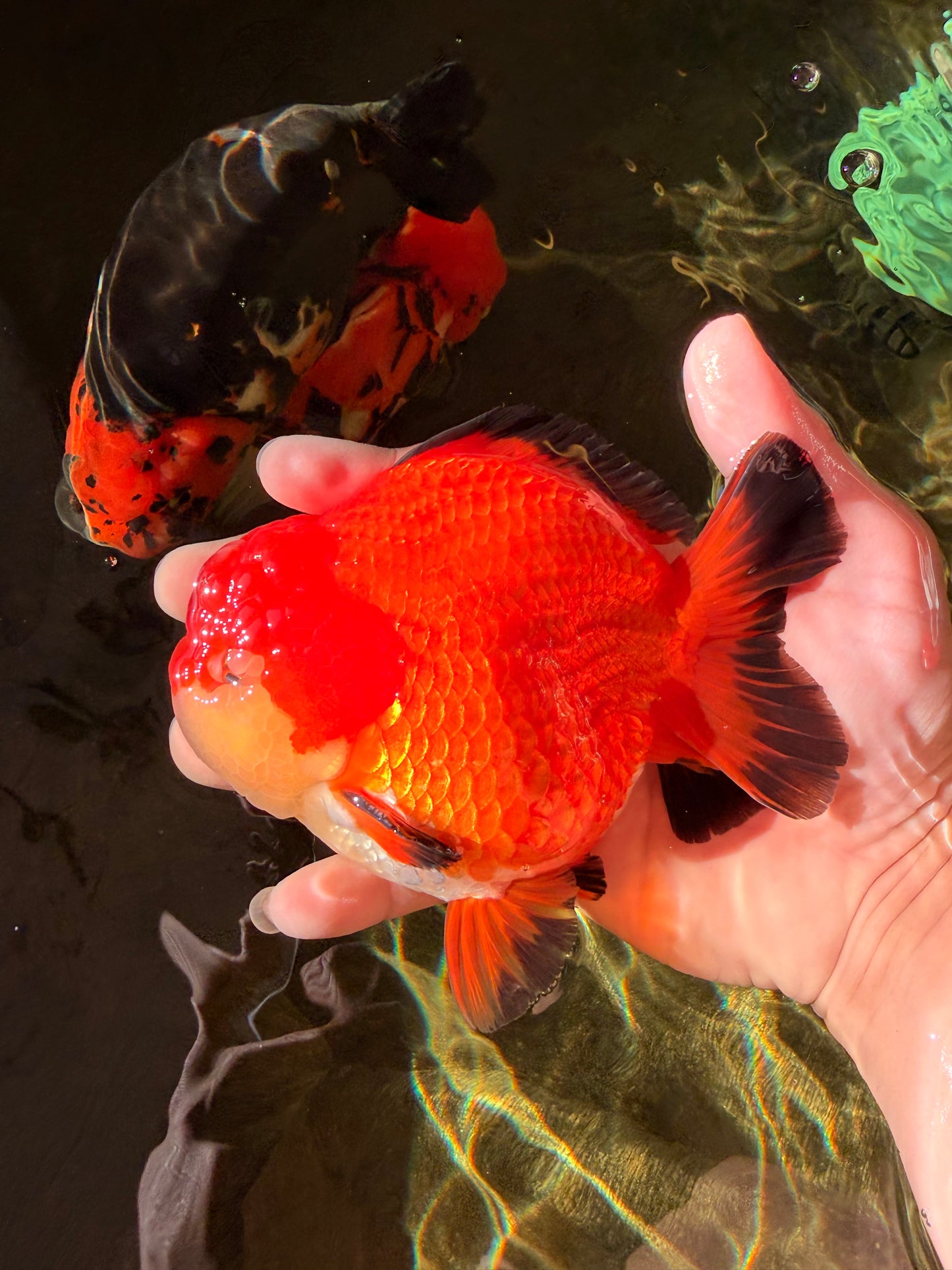 TOMATO AAA Grade Apache Yuanbao Male 5  inches #022726YB_05