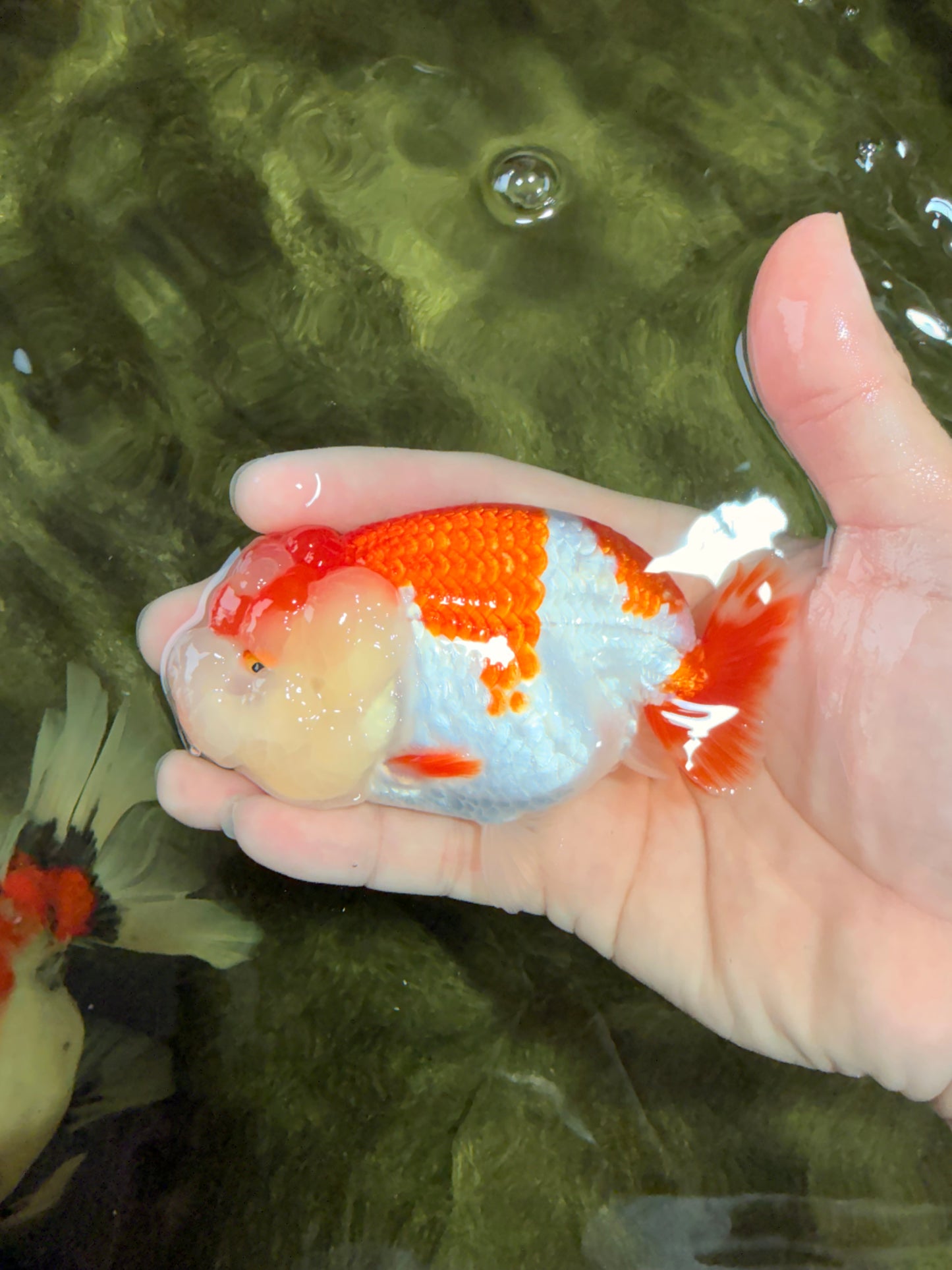 A Grade Kohaku Red White LionQueen 4-4.5 inches #031326LC_10