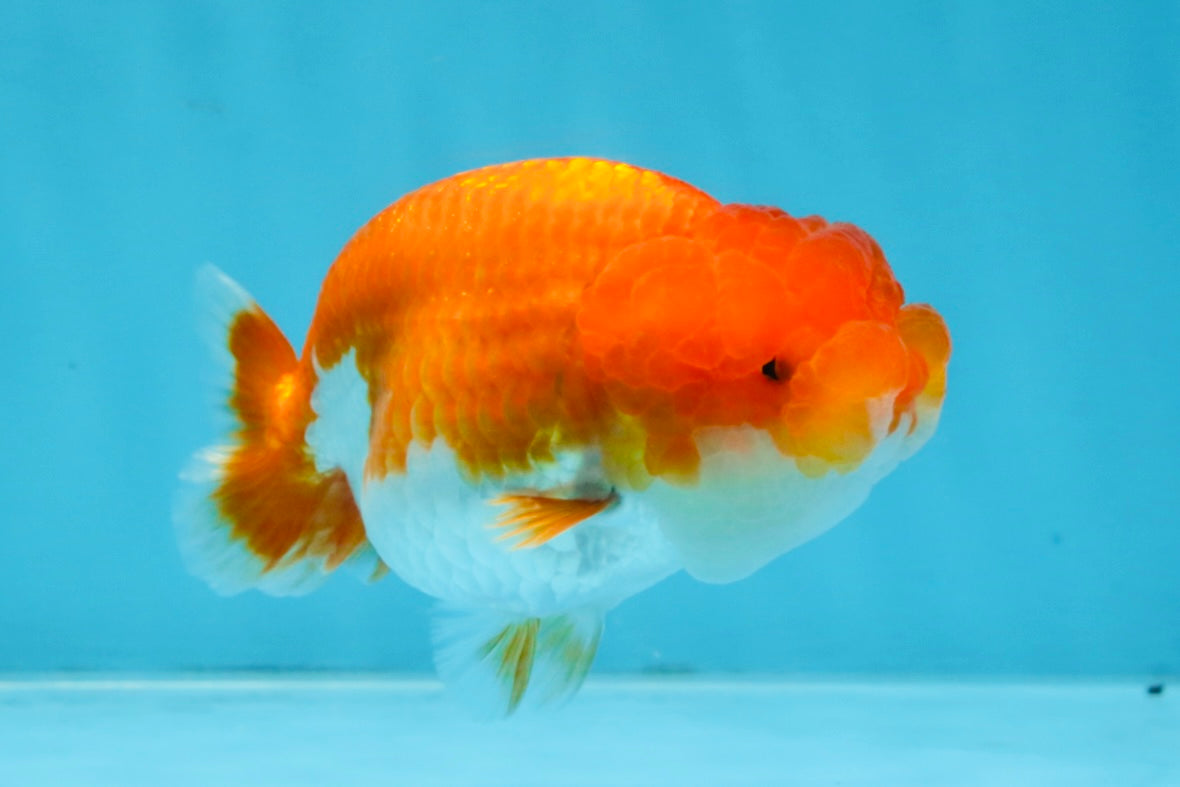 AAA Grade Red White LionQueen 4 inches #103125LC_22