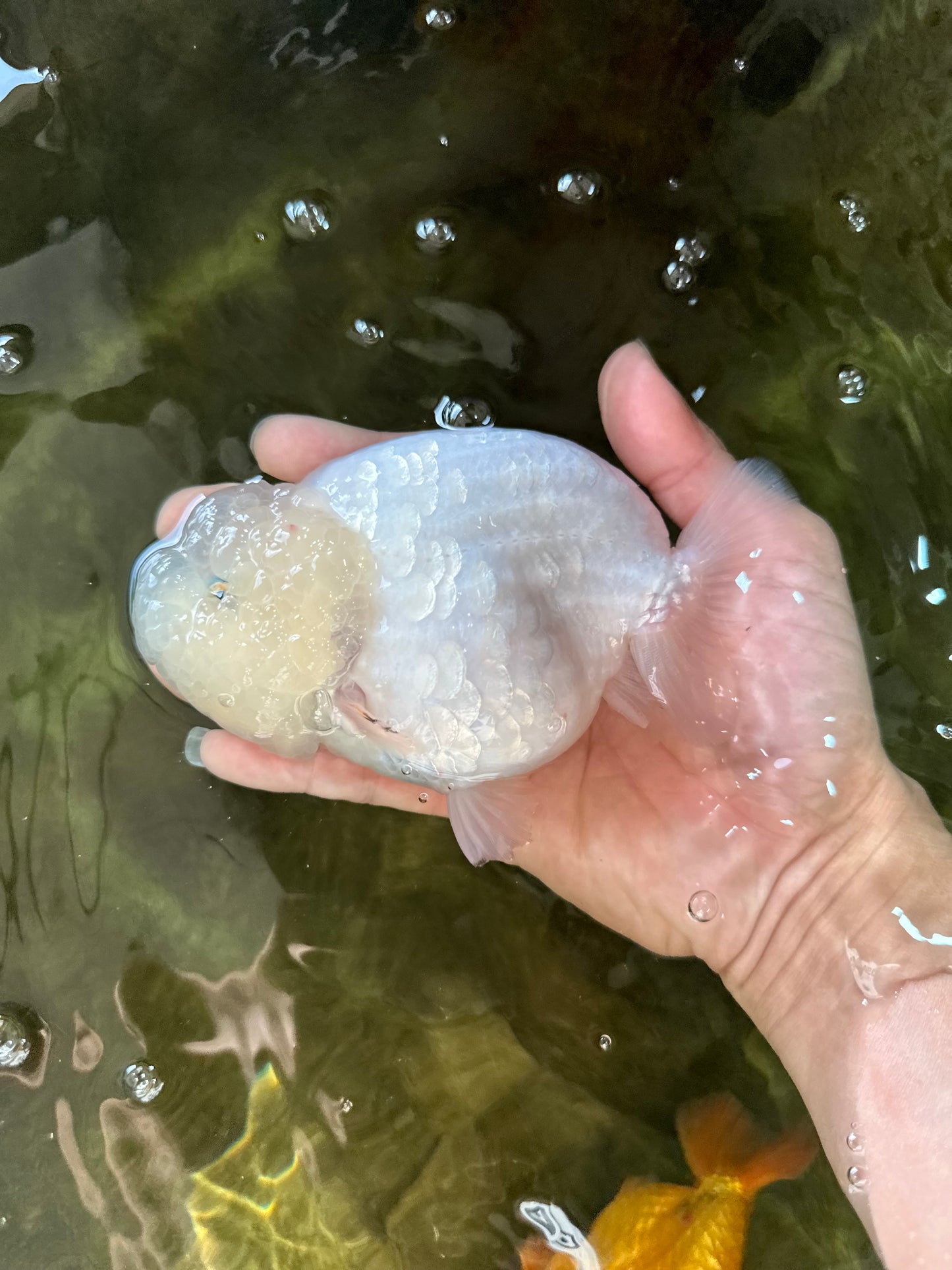 RARE A Grade Sakura Snow White LionQueen 5-5.5 inches #050225LC_13