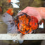 Tiger Oranda Female 7 inches #100926OR_12
