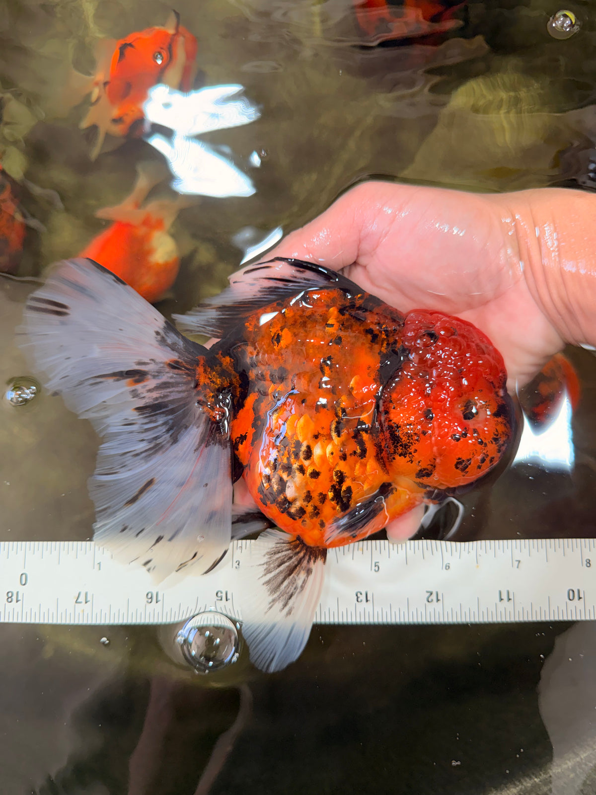 Tiger Oranda Female 7 inches #100926OR_12