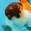 A Grade Tricolor Button Eyes Oranda Male 5-5.5 inches #080125OR_23
