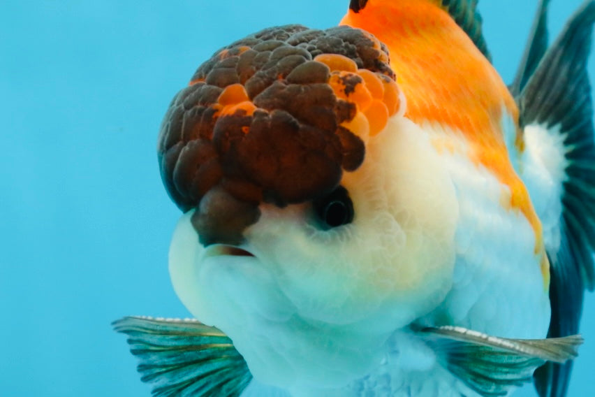 A Grade Tricolor Button Eyes Oranda Male 5-5.5 inches #080125OR_23