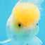 A Grade White Oranda Female 6 inches #070425OR_19