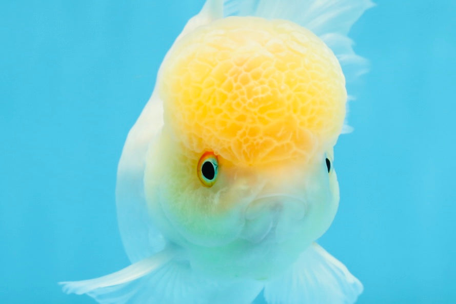 A Grade White Oranda Female 6 inches #070425OR_19
