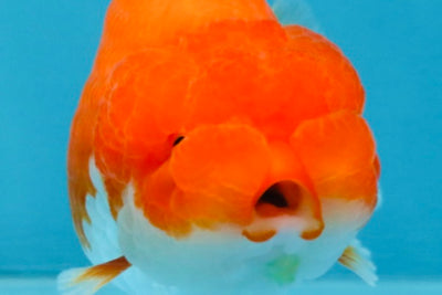 AAA Grade Red White LionQueen 4 inches #103125LC_27