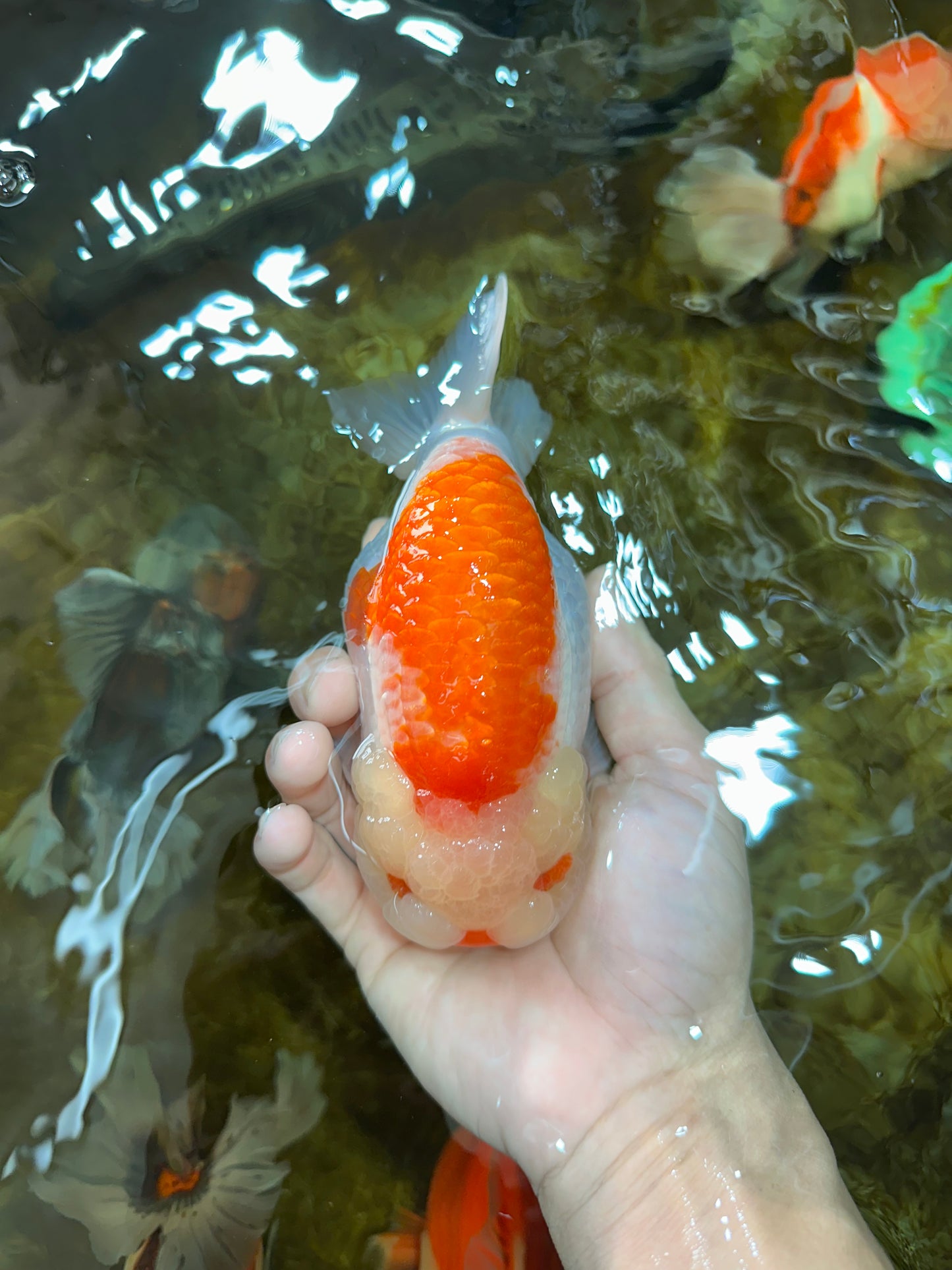 AAA Grade Super Red White LionKing 5.5 inches #080125LC_01