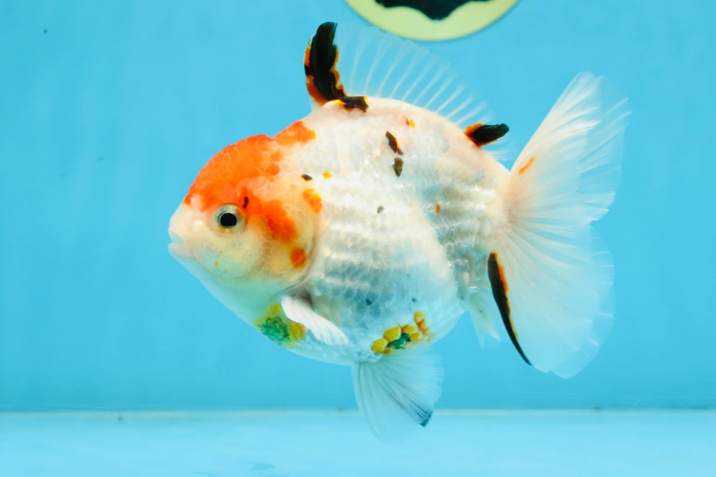 A Grade Sakura Yuanbao Male 4.5 inches #101025YB_25