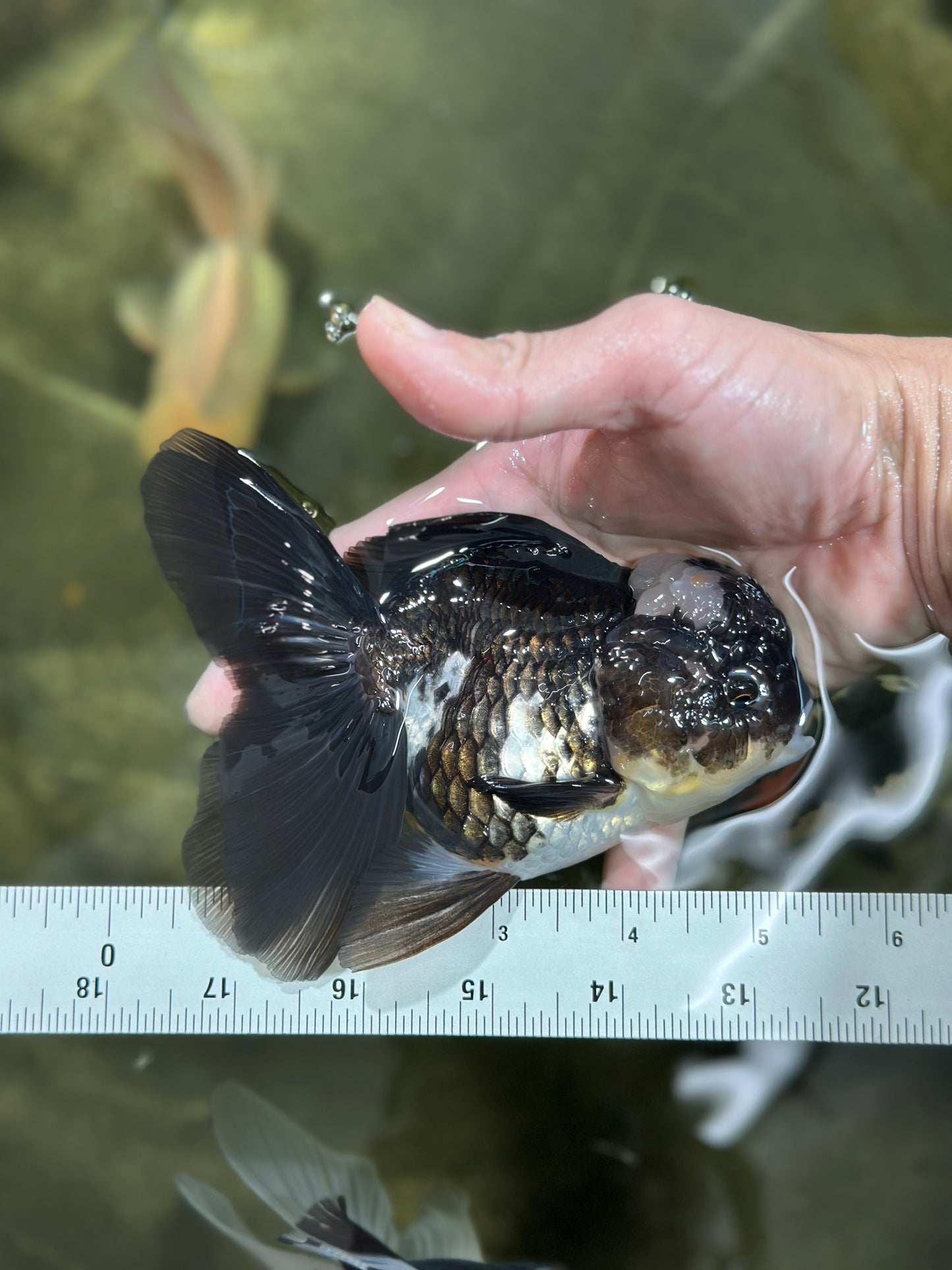 A Grade Adorable Panda Oranda Female 5-5.5 inches #010325OR_06