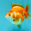 A Grade Red White Ryukin Female 3.5-4 inches #041726RK_02
