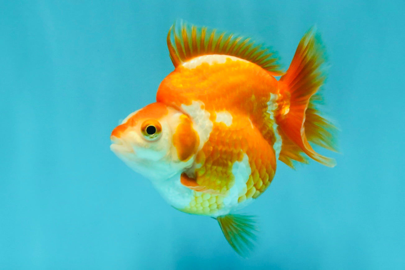 A Grade Red White Ryukin Female 3.5-4 inches #041726RK_02