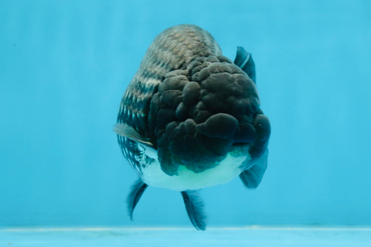 A Grade Black Blue LionKing 5 inches #103125LC_12