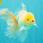 A Grade White Oranda Male 5.5 inches #101626OR_13