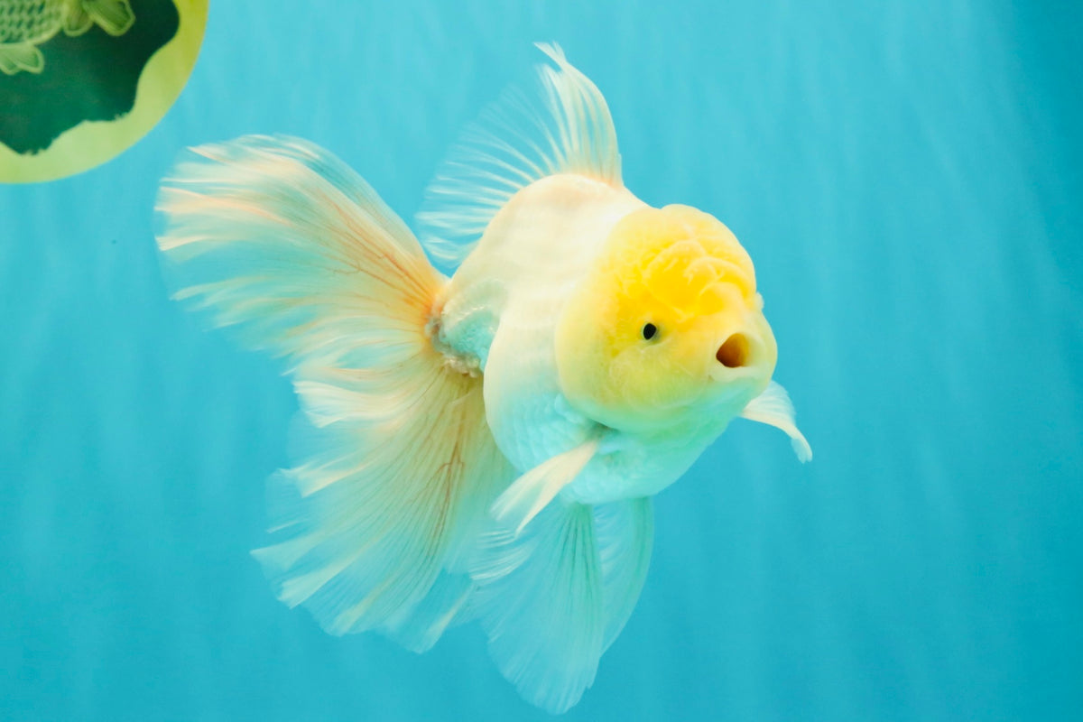 A Grade White Oranda Male 5.5 inches #101626OR_13