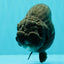 JAMES BOND AAA Grade Black Ranchu Female 6 inches #100926RC_34
