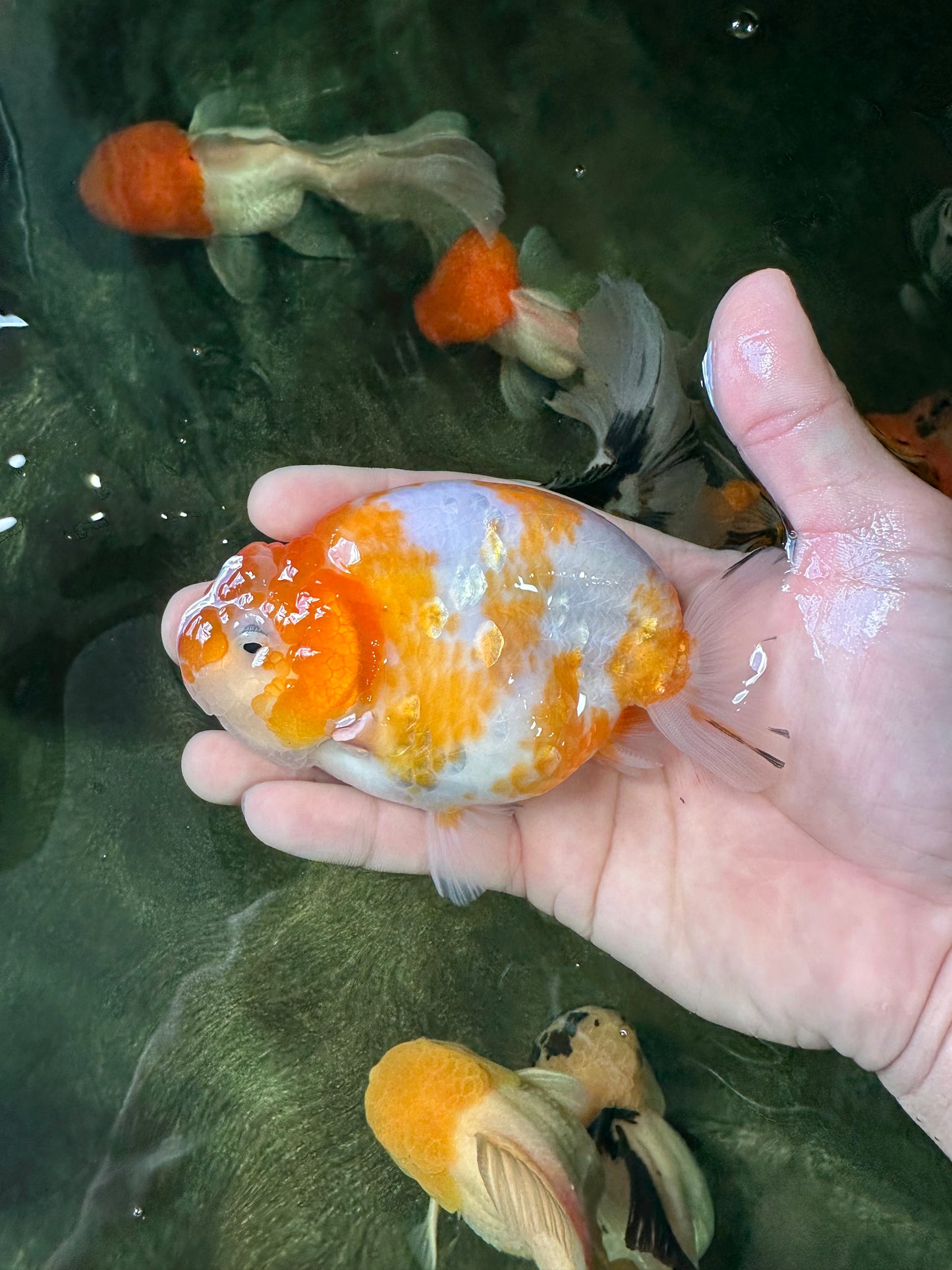 A Grade Sakura LionKing 4.5 inches #052325LC_13