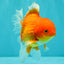 A Grade Red White Oranda Male 5.5 inches #091826OR_06