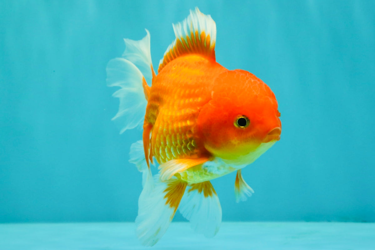 A Grade Red White Oranda Male 5.5 inches #091826OR_06