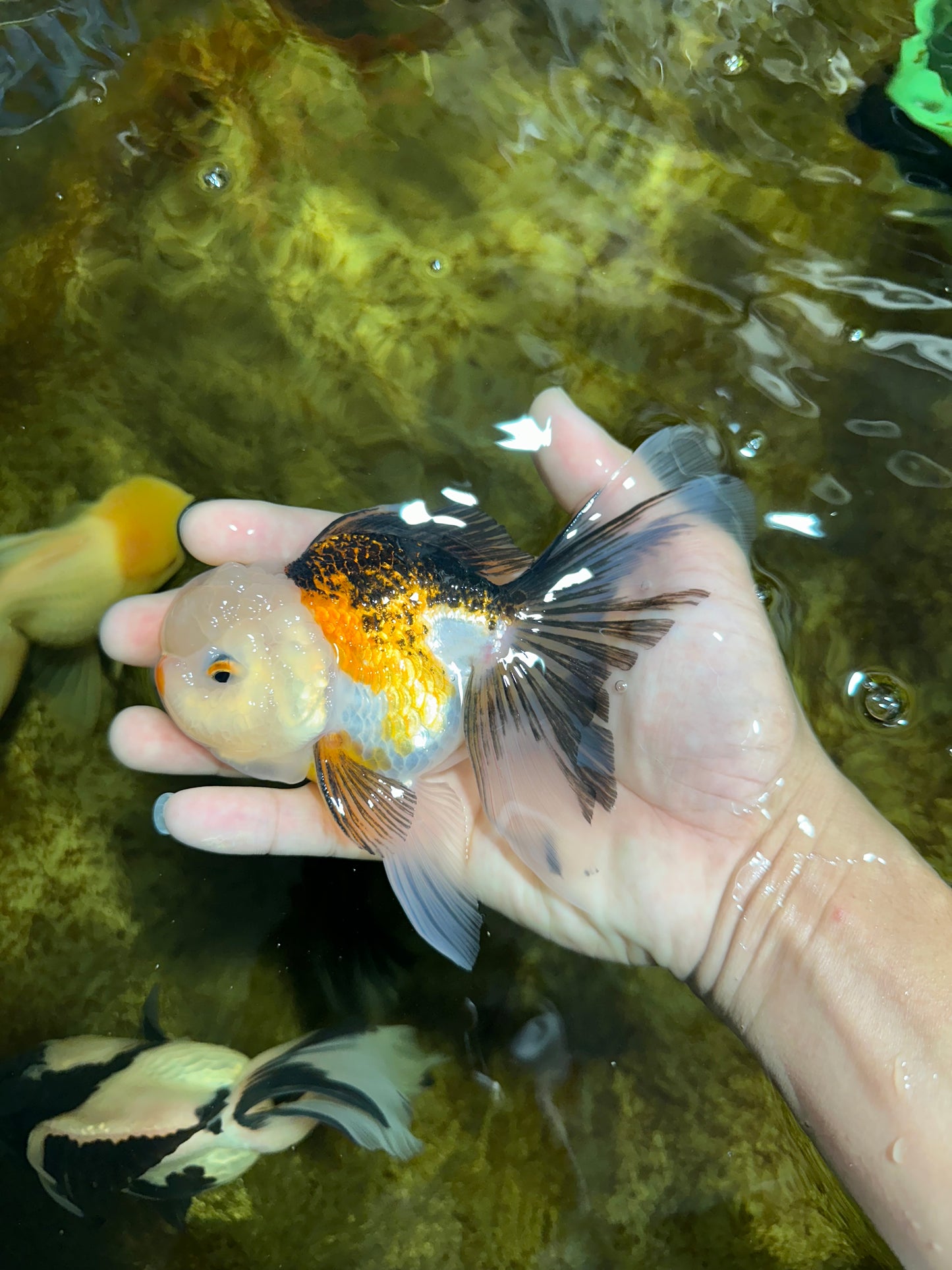 Tricolor Oranda Male 5 inches #091925OR_05