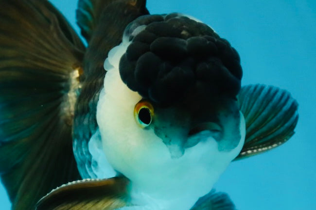A Grade Panda Oranda Male 5 inches #050225OR_09