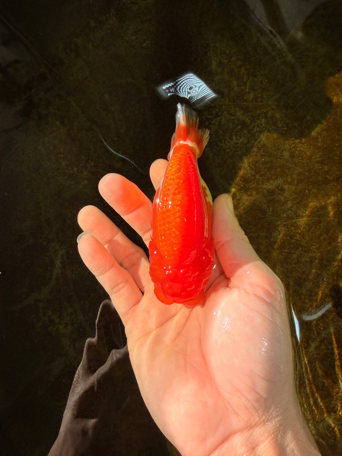 A Grade Red White LionQueen 4-4.5 inches #102425LC_15