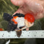 A Grade Tricolor Oranda Male 4.5 inches #060625OR_25