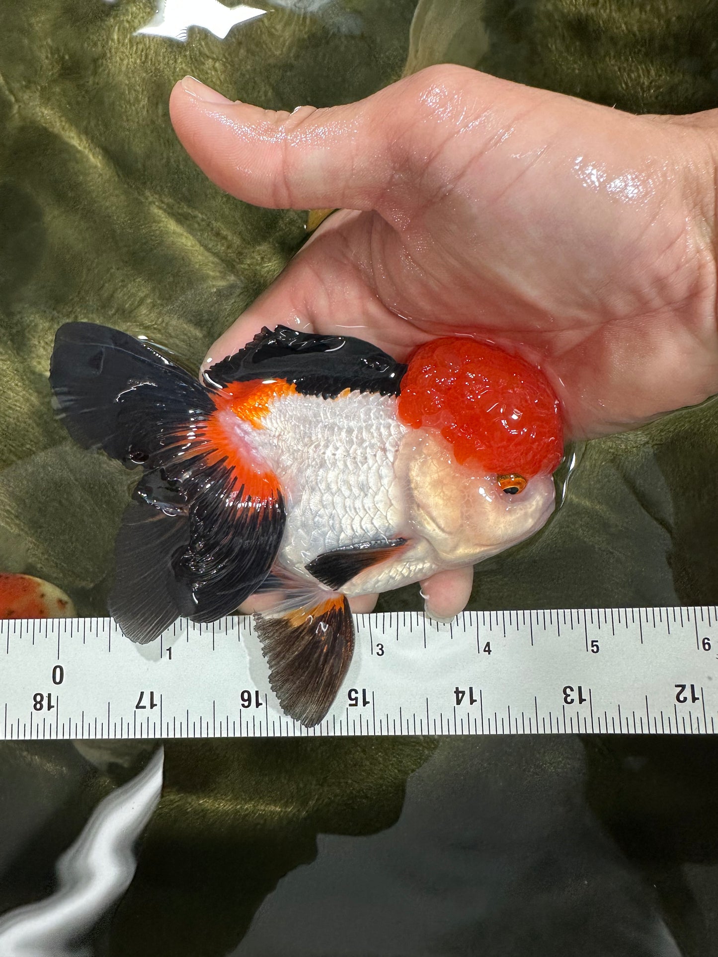 A Grade Tricolor Oranda Male 4.5 inches #060625OR_25