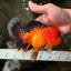 HEART A Grade Apache Oranda Female 6-6.5 inches #032026OR_06