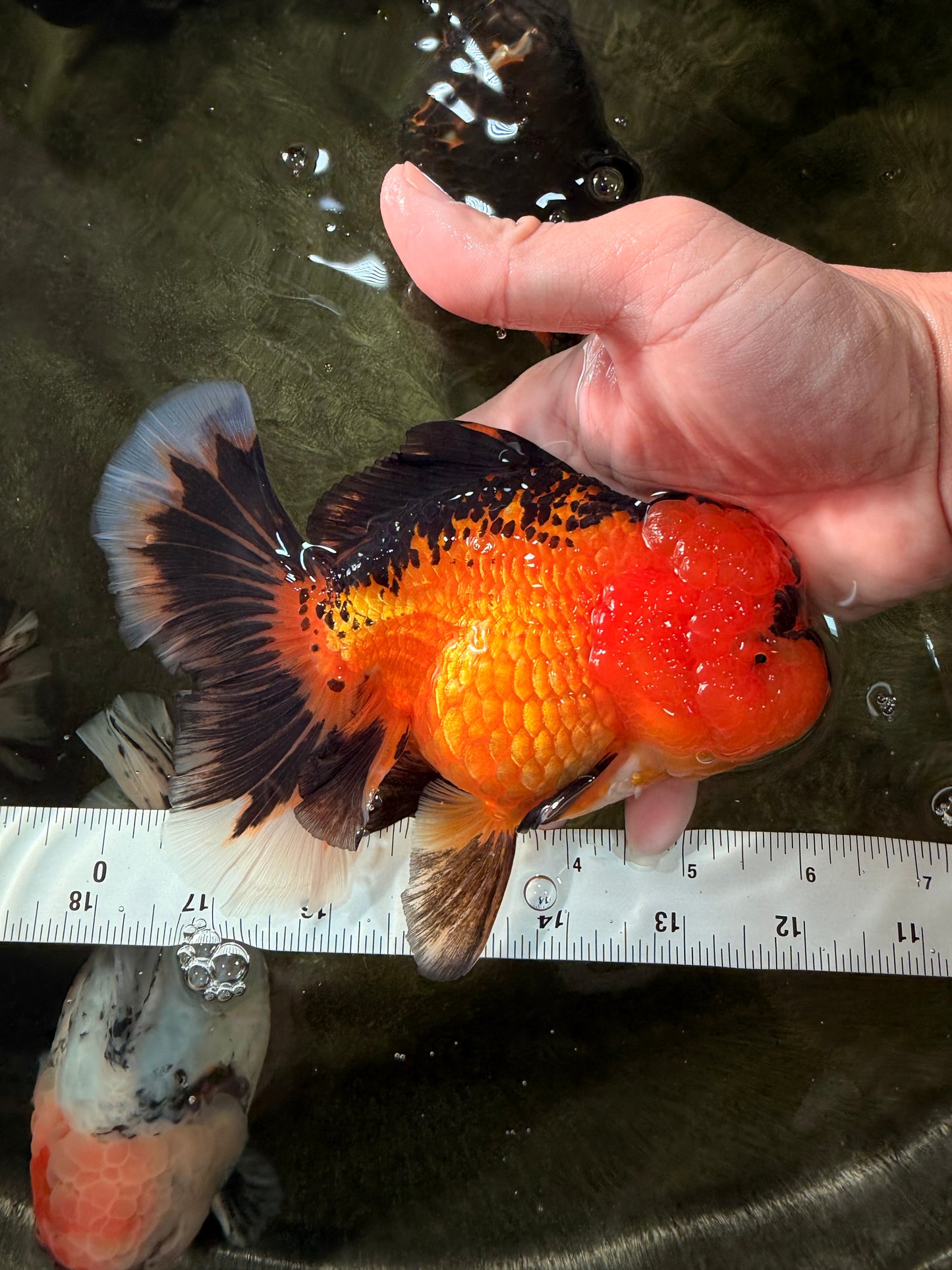 HEART A Grade Apache Oranda Female 6-6.5 inches #032026OR_06